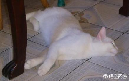 猫发情 叫声:俗称的“猫叫春”是什么？