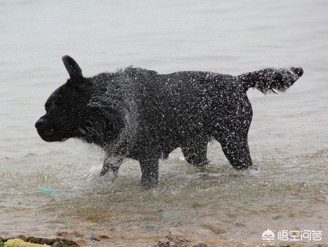 头条问答 金毛犬抽筋吃什么药 9个回答