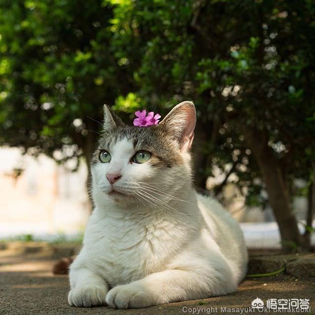 绝育手术:绝育手术对女性有什么危害 弱弱问一下，母猫要做绝育手术吗？