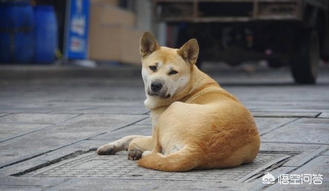 狗狗为什么半夜狂叫，为什么有些狗晚上连续吠叫，整晚叫，是什么原因