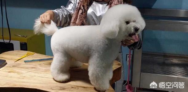 最丑的狗有哪些:比熊越来越丑是什么原因？