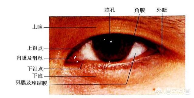 眼部疾病有多少种:眼睛痛有可能是哪些疾病造成？