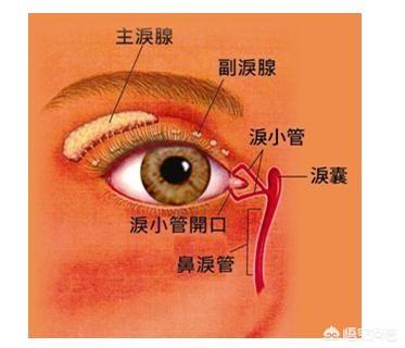 儿童泪腺炎的症状:儿童泪腺炎症状是什么 宝宝最近总是眼泪汪汪的，还有浓眼屎，是上火了吗？