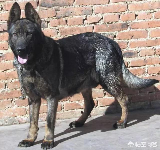 军犬图片:狼青，昆明犬，马犬还有德牧性格如何？