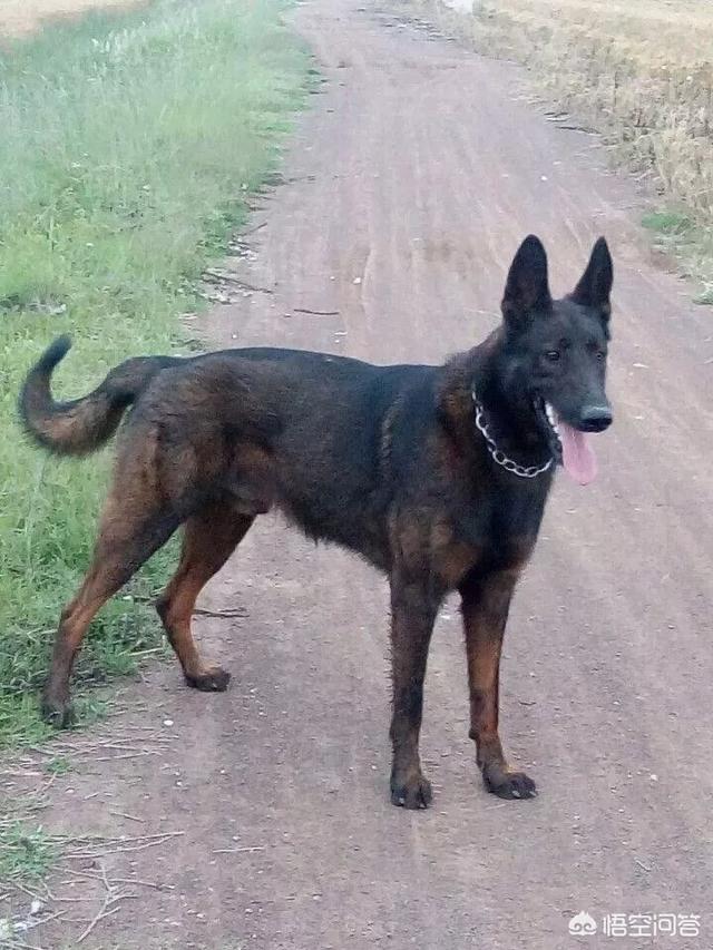 狼青犬打架视频:狼青，昆明犬，马犬还有德牧性格如何？