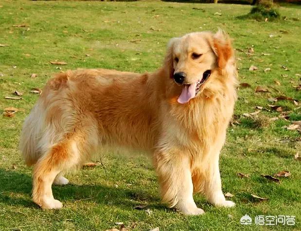 男子带导盲犬乘公交被拒:最近导盲犬被拒上公交现象曝光，你对此怎么看？