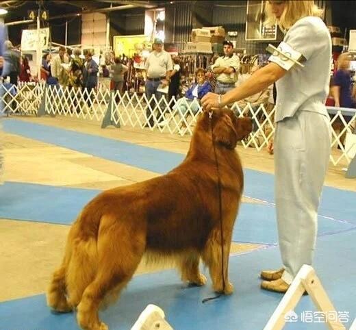 美系金毛犬图片素材大全:我家金毛是美系还是英系？ 金毛犬图片大全唯美
