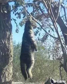安吉拉小猫灵异事件:为什么猫会被当做「灵异之物」？