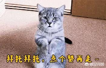 安吉拉小猫灵异事件:为什么猫会被当做「灵异之物」？