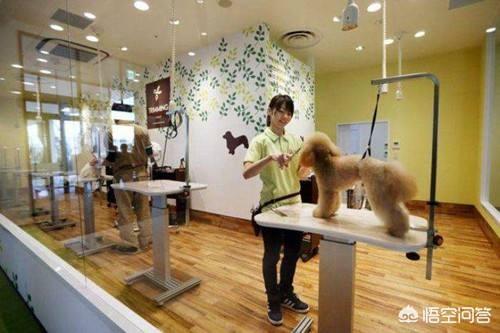 宠物猫交易网站有哪些:有什么在线购买宠物的平台吗？ 宠物猫交易平台哪个好