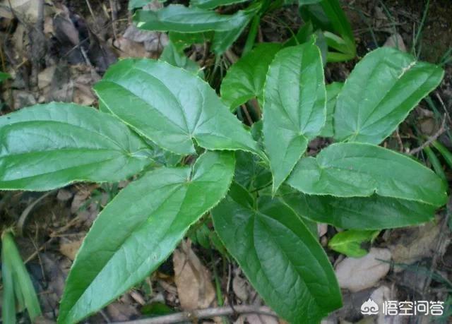 沙漠壮阳植物锁阳，黄芪和锁阳泡水喝有什么功效