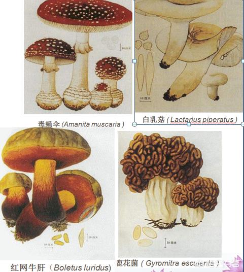 野生蘑菇究竟有多毒，野生蘑菇中毒症状有哪些？