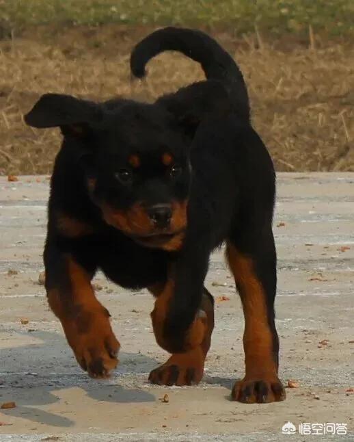 德系成年杜宾犬图片:德国大型杜宾犬图片 美系杜宾和德系杜宾有何不同？