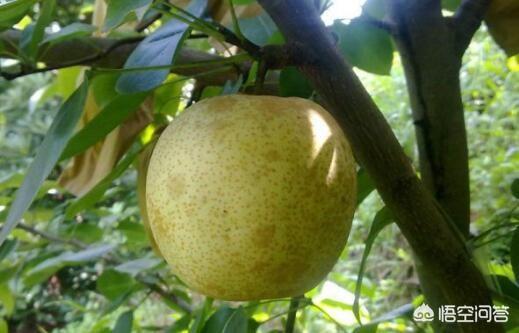 梨树病虫害防治，梨树主要病害及其防治要点？