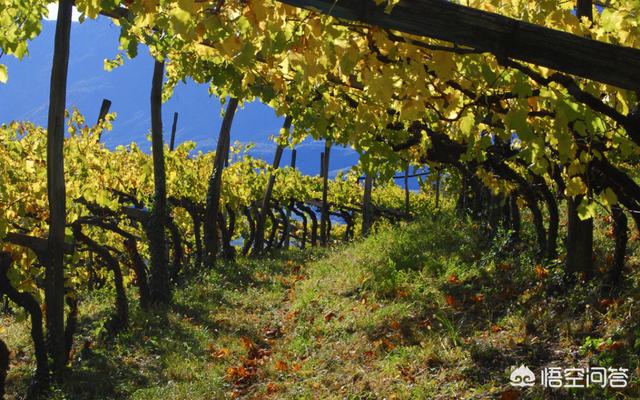 意大利葡萄酒产区，你更喜欢西班牙的还是法国、意大利的葡萄酒有什么不一样吗