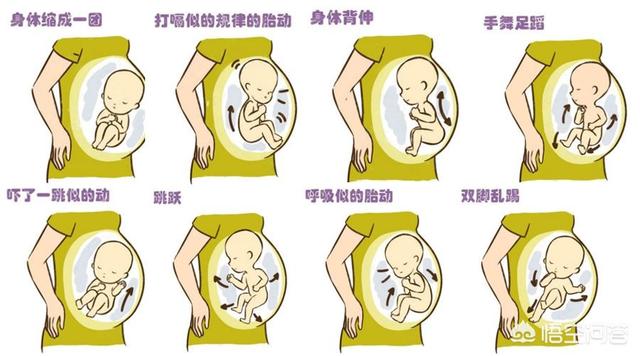 33周的胎儿,胎动可能会由拳打脚踢变成用手或腿捅你的肚子.