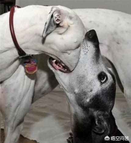 藏獒考点发狂咬人腾讯:藏獒的价格低了，为什么喂养的人还是越来越少？为什么？