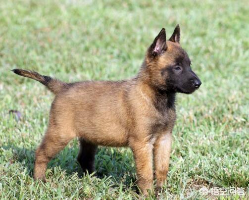 卡斯罗幼犬什么时候打疫苗:狗狗多大的时候打疫苗比较好？