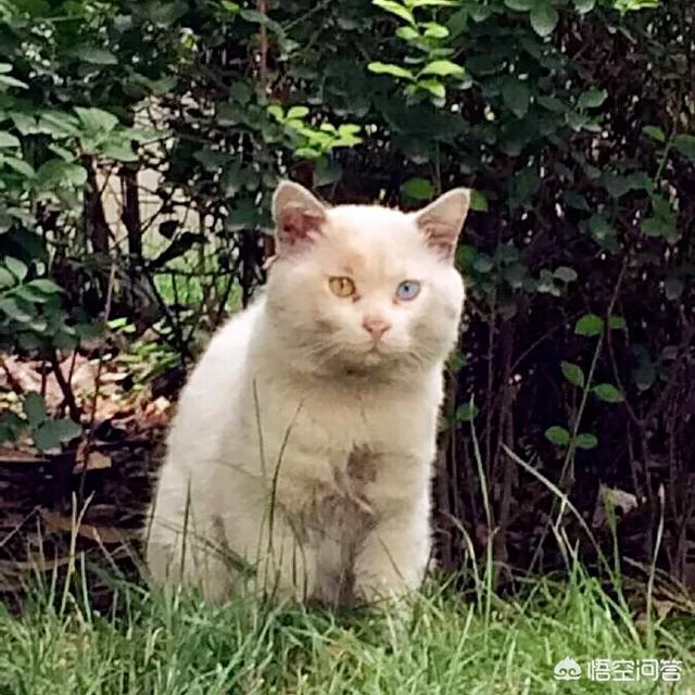 养一只猫最少花费得多少,什么品种比较好？