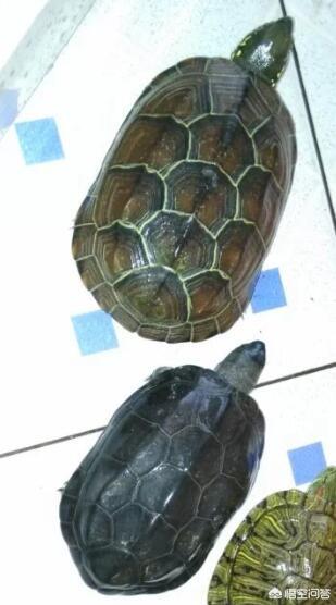 平胸龟公母怎么看:怎么看乌龟是公的还是母的？