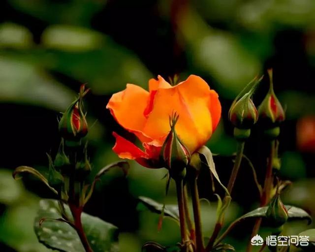 春天什么花最香？