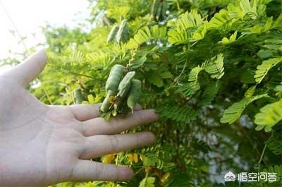 头条问答 鸡骨草的种子为什么叫红珠娘 3个回答