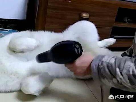 宠物皮肤病:如何能够预防狗狗出现皮肤病？