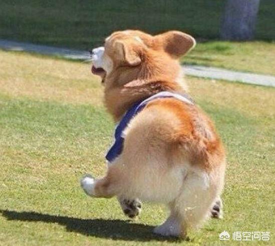 宠物皮肤病:如何能够预防狗狗出现皮肤病？