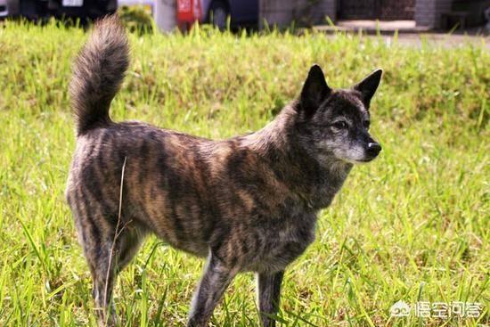 柴犬世界上最丑的狗:柴犬掉毛后会变丑吗？如果变丑了该怎么办？