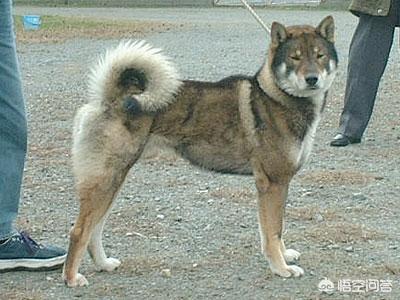 柴犬世界上最丑的狗:柴犬掉毛后会变丑吗？如果变丑了该怎么办？