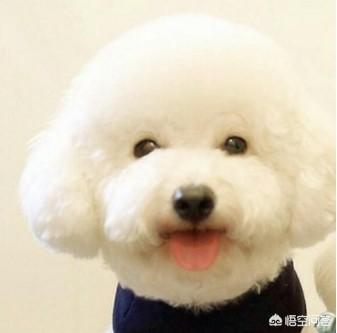 头条问答 狗狗拉肚子的时候应该吃什么 个回答