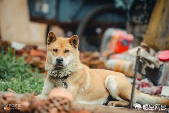 熊皮沙皮犬是松狮和沙皮的串吗:为什么人们总是把串串狗归类于中华田园犬？