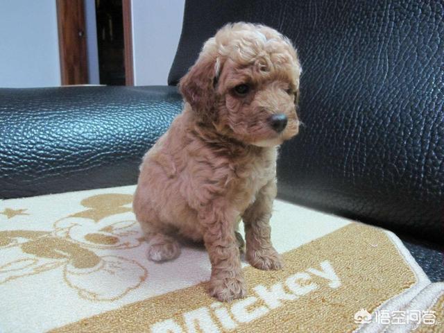 一个月贵宾犬图片欣赏:你还记得你家泰迪犬的成长过程吗？