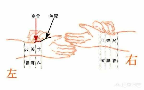 头条问答 - 尺脉寸脉是怎么回事?(5个回答)
