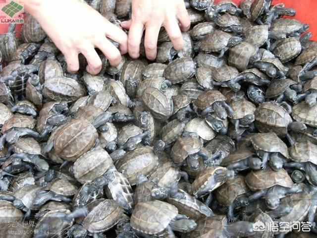 春天刚买的乌龟不吃食怎么办:乌龟买到家为何不吃饭？多久才能吃？