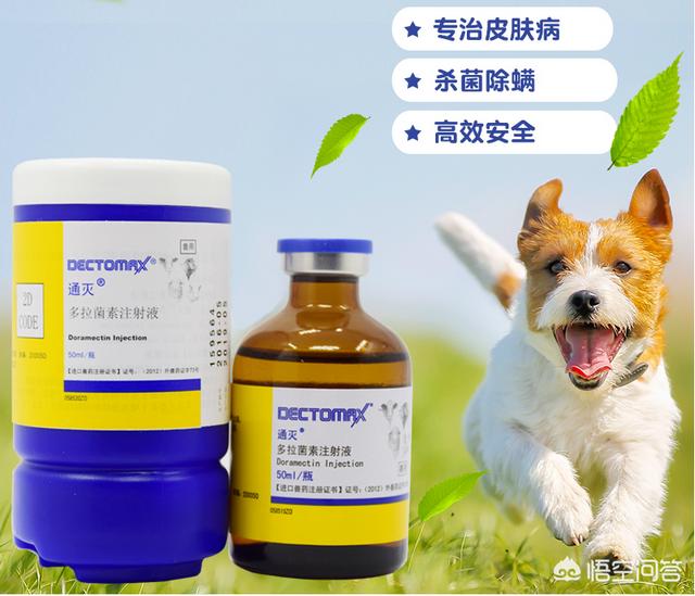 寶龍德国牧羊犬俱乐部:狗得了皮肤病，应该怎么治疗？ 德国牧羊犬俱乐部论坛