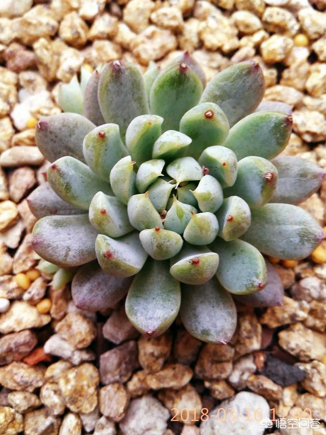 长生草属:长生草属多肉，要用铺面石吗？