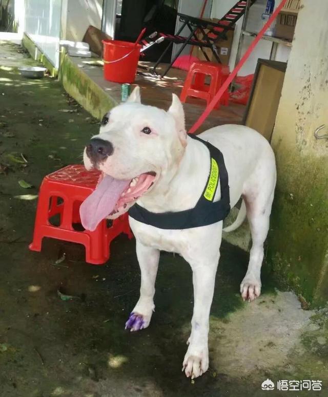 杜高犬打架视频:藏獒可以打得过杜高犬吗？为什么？