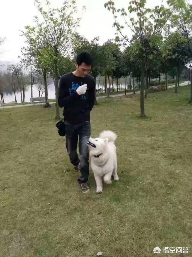如何训狗:狗狗为什么一直都训不好，如何训练狗狗？
