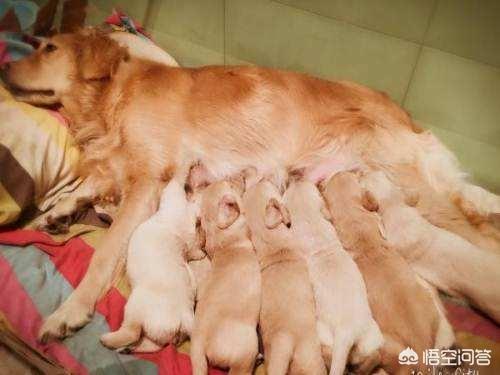 哈尔滨市养犬办公事:哈尔滨对养犬有哪些规定？金毛犬是否可以养？