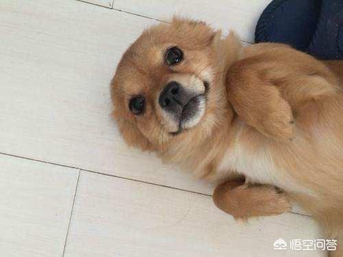 哈尔滨市金毛幼犬价格表:哈尔滨对养犬有哪些规定？金毛犬是否可以养？