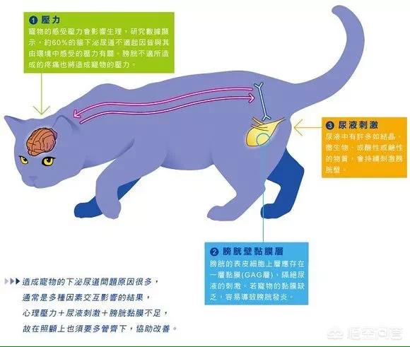 猫咪尿血能自愈吗，猫得了，膀胱炎怎么治疗？