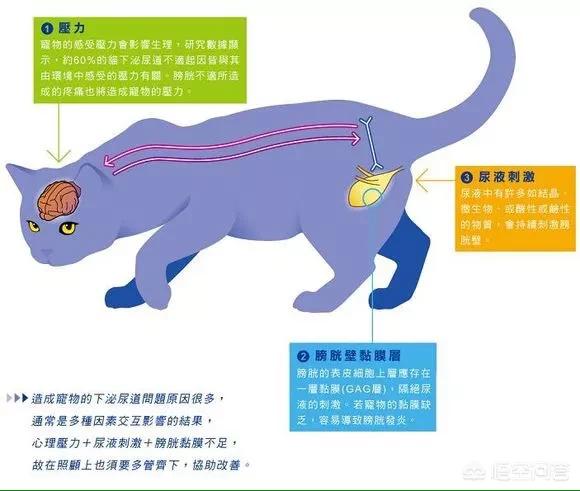 猫咪血尿可以自己好么:猫得了，膀胱炎怎么治疗？ 猫咪血尿会自行恢复吗