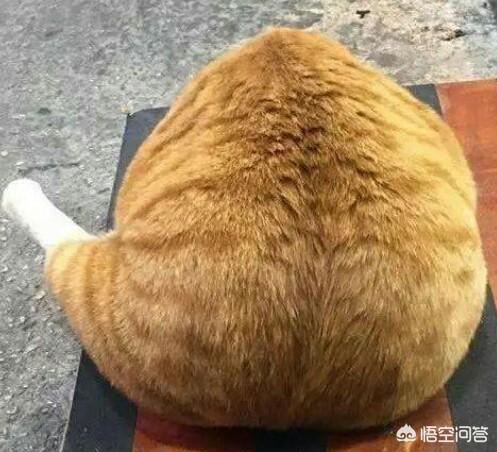 支付宝为什么猫咪能像液体:为什么猫咪身体能像液体一样 猫到底是固态的还是液态的？