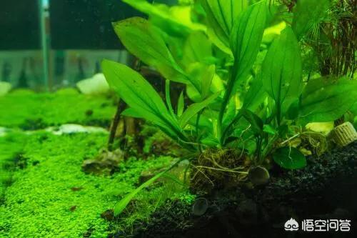 水草养殖技术的:水草种植方法是什么？有没有网友了解？