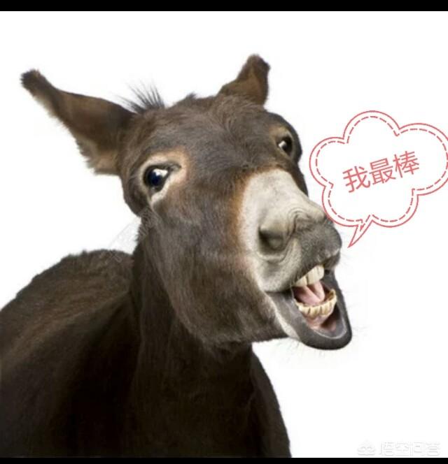 为什么单说骑驴呢?(3个回答)