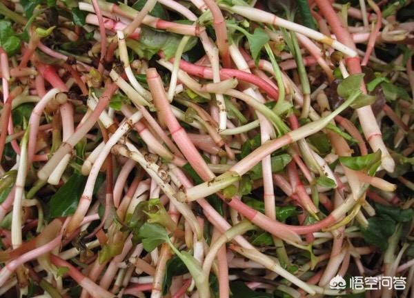 生活中能被端上餐桌的野菜有哪些,它们都有什么作用？