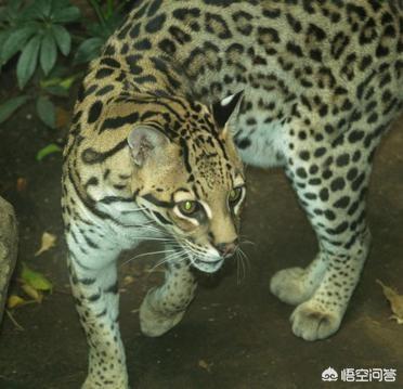 豹猫图片:为什么猫科动物中大多数体型比较大，而猫咪的体型小呢？ 豹猫图片高清