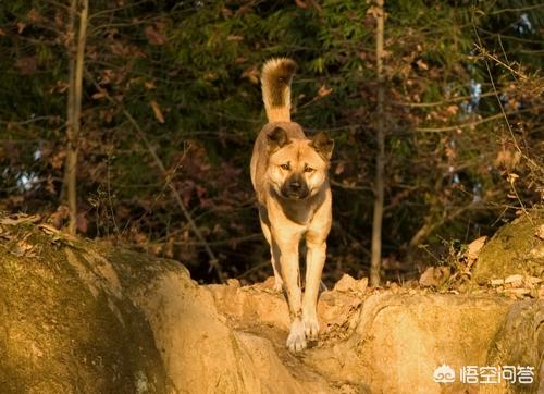 成年西施犬图片:小时候，有没有一只狗陪过你好多年？