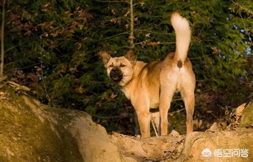 成年西施犬图片:小时候，有没有一只狗陪过你好多年？